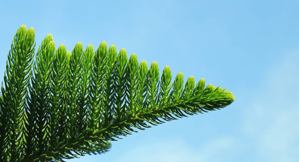 What do Norfolk Pines look like? How fast do Norfolk pines grow? How tall can a Norfolk pine get? 