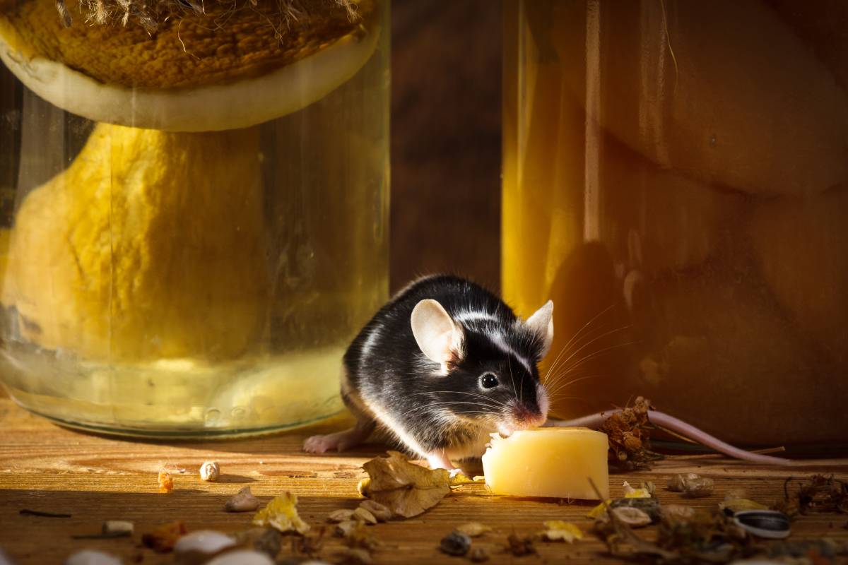 Small mouse eating cheese in larder