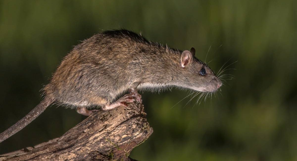 What is Rodent Proofing and Rodent Extermination?