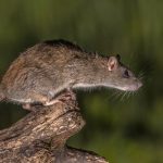 Wild Brown rat (Rattus norvegicus) about to jump fom log at night. High speed photography image