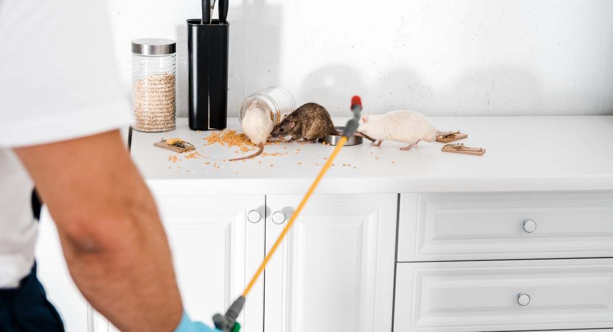 What are the health risks involved with rat infestation? How much does a rat exterminator cost in Australia?