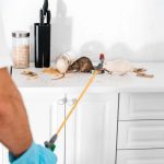 cropped view of exterminator standing near rats in kitchen