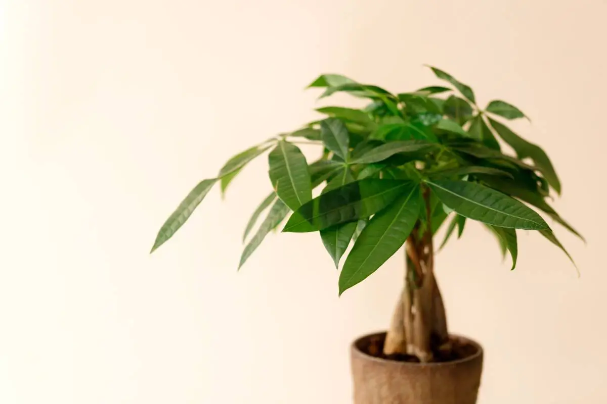 A "Money Tree" plant (Pachira Aquatica). Green pachira aquatica leaves on beige background.