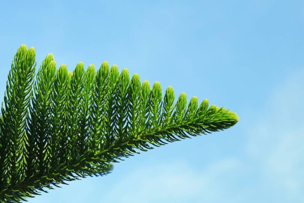 Norfolk Pine