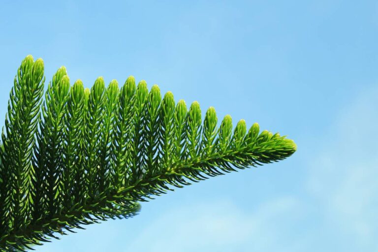 Norfolk Pine