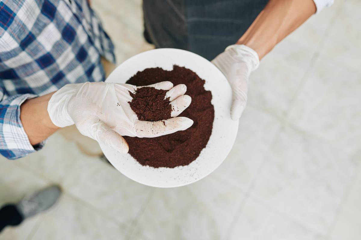 Roastery workers checking quality of ground coffee before starting to pack and sell it