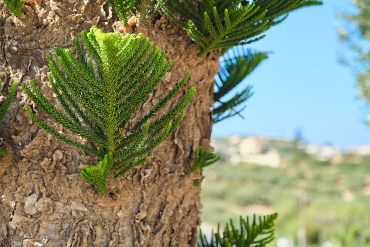 Closeup part of the bark and leaves of an exotic tree araucaria heterophylla. Background sky, Mediterranean landscape. Tourism, travel, leisure, copy space