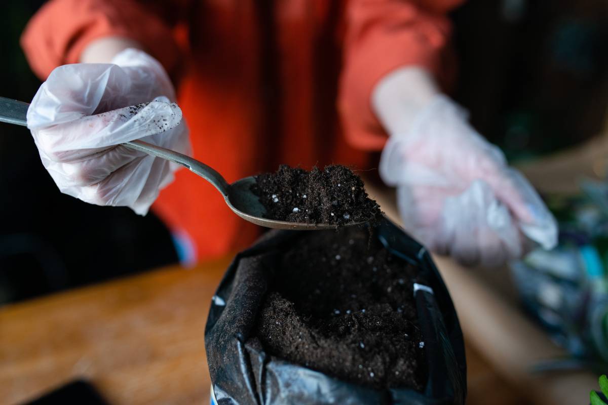replant a flower in a pot, close-up, faceless. Workplace on table, working hands