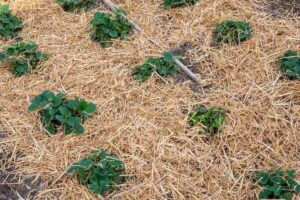 Lasagna Gardening: The No-Dig Method for Thriving Gardens