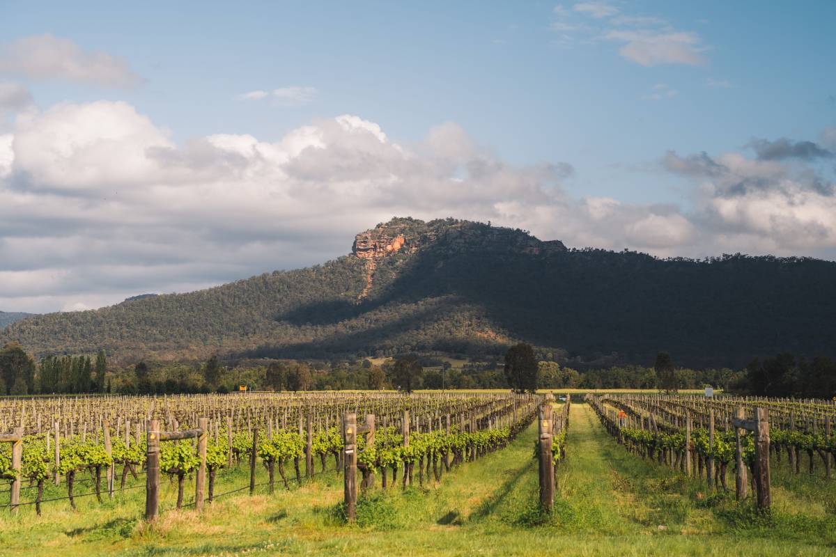 A landscape view of the vineyard in Hunter Valley, NSW with hills in the background