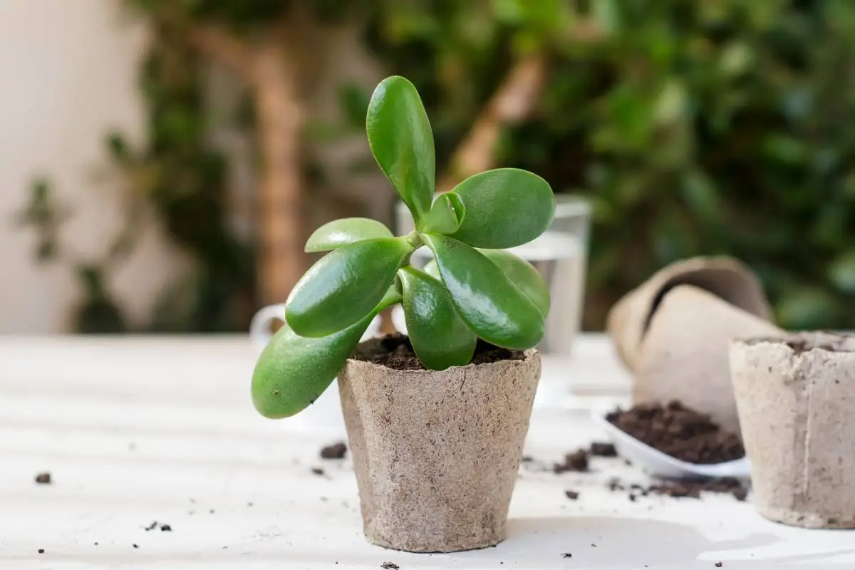 mini succulent in a peat pot on the table afte transplanting, household plants and many peat pots, scattered soil. Concept of home garden and care for plants . Succulent transplant process.