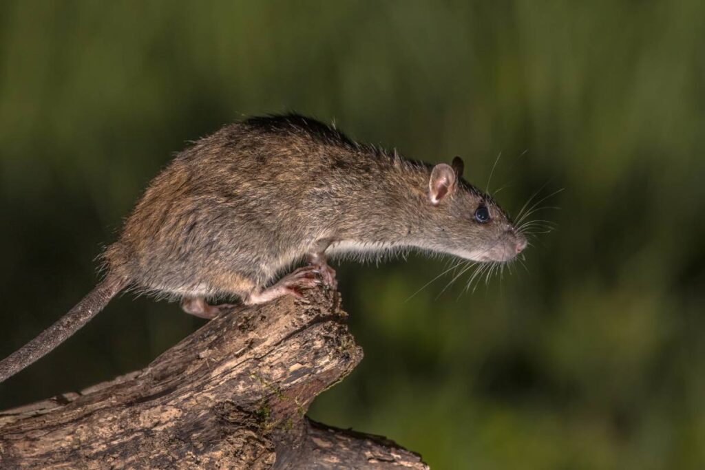 Wild Brown rat (Rattus norvegicus) about to jump fom log at night. High speed photography image